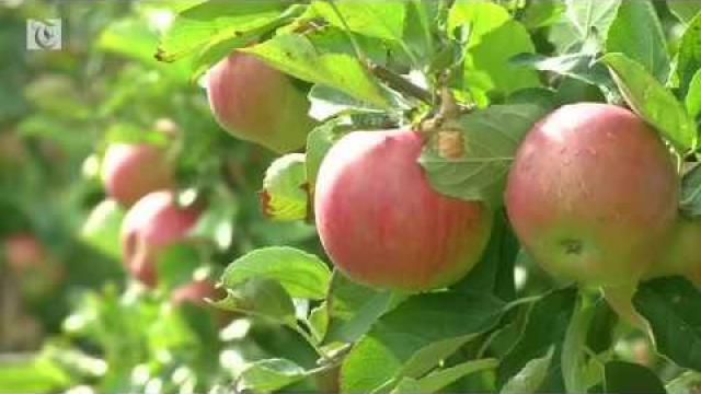 Embedded thumbnail for Why does the EU&amp;#039;s common agricultural policy encourage farmers to become environmentally friendly?